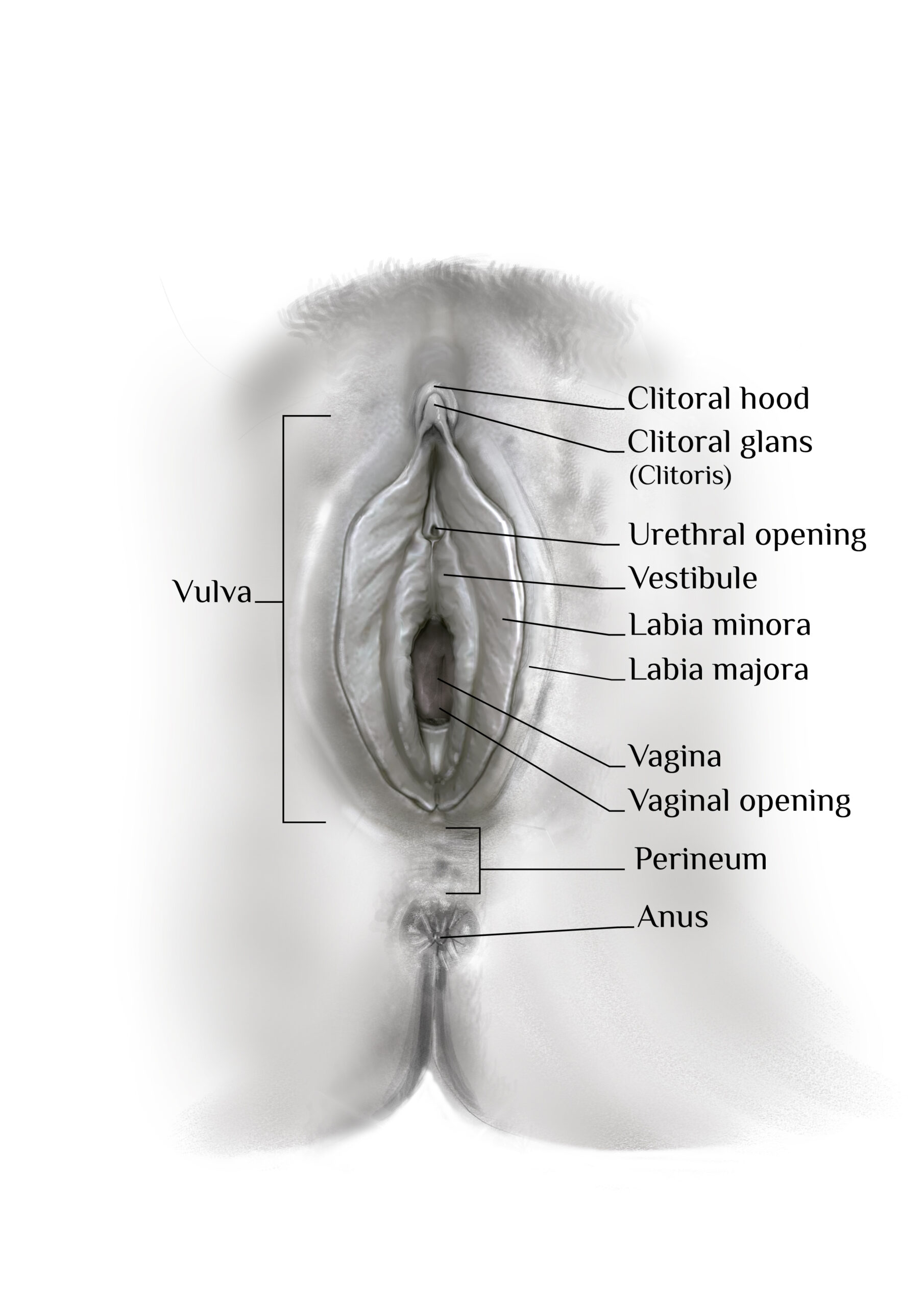 vagina-rev4-200224-scaled.jpg